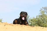 ROTTWEILER 069